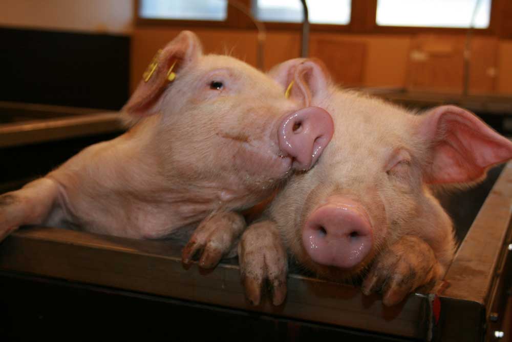 Особенности содержания свиней в домашних условиях