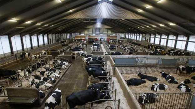 В Касимовском районе появится новая молочная ферма