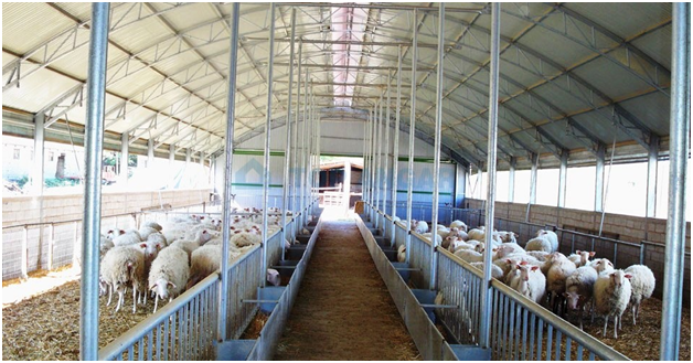 Разведение овец: как открыть успешную ферму