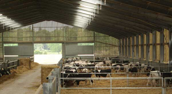 Ферма для коров, требования к коровнику и как разводить КРС | Спаси Господи | Дзен