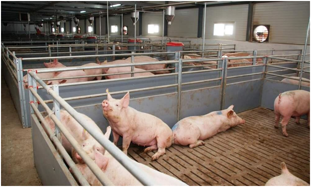 Свинарник по канадской технологии разведения свиней (на 250 голов)