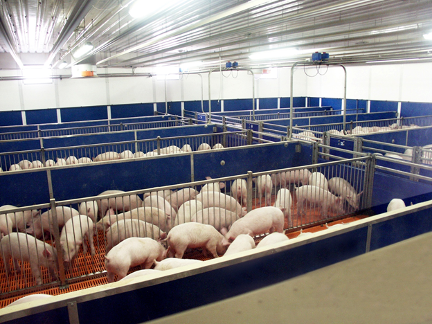 Экономическое обоснование свиноводческого бизнеса